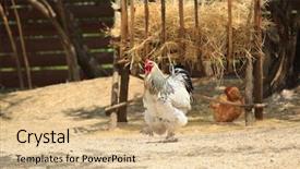  Presentation with general chemistry - PPT theme consisting of general rooster on the farm background and a coral colored foreground