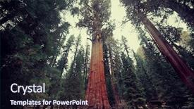  Presentation with joshua tree national park - Slide set enhanced with general sherman tree in sequoia background and a wine colored foreground