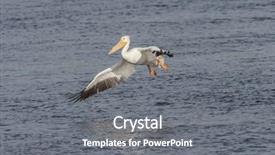  Presentation with american universities - Slide set consisting of genesis - american white pelican pelecanus erythrorhynchos background and a gray colored foreground