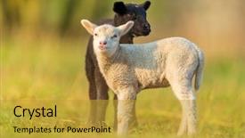  Presentation with diversity - PPT layouts enhanced with genetic - cute different black and white background and a gold colored foreground