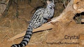  Presentation with south africa - Audience pleasing PPT layouts consisting of genetic - large-spotted genet genetta tigrina backdrop and a coral colored foreground
