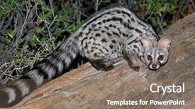  Presentation with africa - Slide set with genetic - large-spotted genet genetta tigrina background and a gray colored foreground