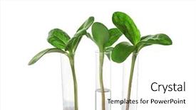  Presentation with plants - Theme having genetic - plants in test tube isolated background and a white colored foreground