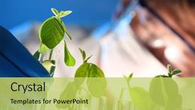  Presentation with genetic - Audience pleasing PPT layouts consisting of genetic - scientist examining samples with plants backdrop and a yellow colored foreground