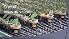  Presentation with biotechnology - PPT layouts with genetic engineering - biotechnology background and a gray colored foreground