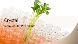  Presentation with lab - PPT layouts with genetic engineering - experiment with green seedlings background and a lemonade colored foreground