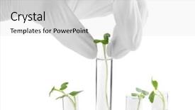  Presentation with plant genetic engineering - PPT layouts enhanced with genetic engineering - female hand in glove holding background and a light gray colored foreground