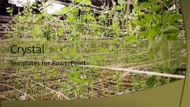  Presentation with genetic - Presentation theme with genetic experiment - growing experimental plant background and a  colored foreground