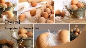  Presentation with human resource management images - Cool new presentation theme with genetic farm - collage of brown eggs images backdrop and a coral colored foreground