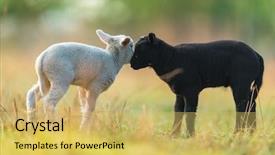  Presentation with black white program - Colorful PPT theme enhanced with genetic farm - cute different black and white backdrop and a  colored foreground