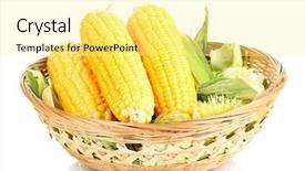  Presentation with corn cobs - Presentation featuring genetic farm - fresh corn cobs in basket background and a blonde colored foreground