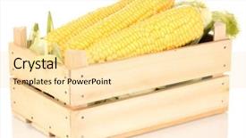  Presentation with corn cobs - Slide set with genetic farm - fresh corn cobs in crate background and a blonde colored foreground