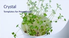  Presentation with seeds - Slide deck enhanced with genetic farm - sprouted mustard seeds background and a sky blue colored foreground