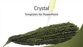  Presentation with bitter melon - Beautiful PPT theme featuring genetic manpulition - bitter melon being injected backdrop and a white colored foreground