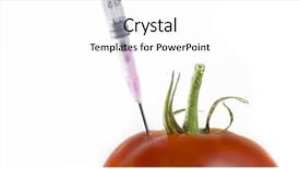  Presentation with genetic - Audience pleasing slides consisting of genetic manpulition - syringe needle injection into tomato backdrop and a  colored foreground
