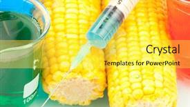  Presentation with white pigeon against the blue - PPT theme with genetically modified - syringe on corn background and a yellow colored foreground