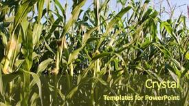  Presentation with corn cob - Beautiful PPT theme featuring genetically modified food - corn on the cob backdrop and a  colored foreground