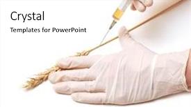  Presentation with genetically - Theme featuring genetically modified food - genetic modification concept with wheat background and a white colored foreground