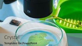  Presentation with science plant - Audience pleasing presentation design consisting of genetically-modified-plant-in-science backdrop and a light blue colored foreground