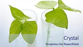  Presentation with plant roots - PPT theme having genetically modified plant seedlings background and a sky blue colored foreground