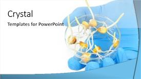  Presentation with genetically modified plants - Slides featuring genetically modified plants - experiment with maize isolated background and a white colored foreground