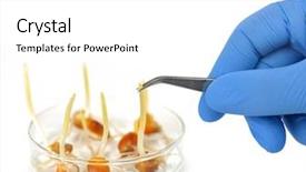  Presentation with genetically modified plants - Amazing theme having genetically modified plants - experiment with maize on white backdrop and a white colored foreground