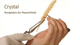  Presentation with genetically - PPT theme with genetically modified plants - hands experimenting with wheat background and a cream colored foreground