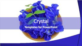  Presentation with butterfly - Amazing presentation having genitals - bowl of clitoria ternatea butterfly backdrop and a royal blue colored foreground