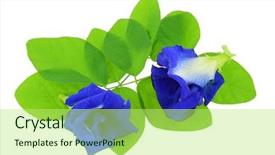  Presentation with butterfly - Presentation theme with genitals - closeup photo of clitoria ternatea background and a yellow colored foreground