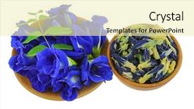  Presentation with purple butterfly - Cool new PPT layouts with genitals - fresh and dried butterfly pea backdrop and a white colored foreground