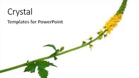  Presentation with medicinal plant - Presentation theme consisting of genitals - medicinal plant agrimonia eupatoria common background and a  colored foreground