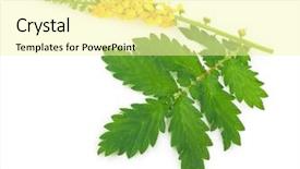  Presentation with medicinal plant - Theme with genitals - medicinal plant agrimonia eupatoria common background and a  colored foreground