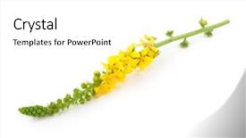  Presentation with medicinal plant - Cool new slides with genitals - medicinal plant agrimonia eupatoria common backdrop and a  colored foreground