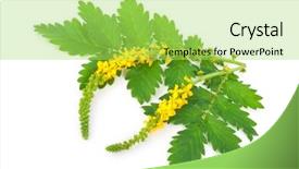  Presentation with medicinal plant - PPT layouts with genitals - medicinal plant agrimonia eupatoria common background and a  colored foreground