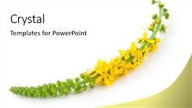  Presentation with medicinal plant - Beautiful PPT layouts featuring genitals - medicinal plant agrimonia eupatoria common backdrop and a  colored foreground