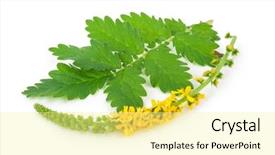  Presentation with medicinal plant - Cool new PPT layouts with genitals - medicinal plant agrimonia eupatoria common backdrop and a  colored foreground