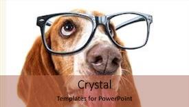  Presentation with basset hound - Amazing slide deck having genius - close up of a basset backdrop and a red colored foreground