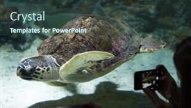  Presentation with swim - 