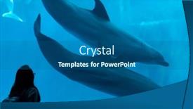  Presentation with swim - 