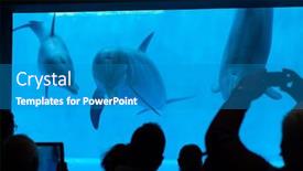  Presentation with swim - 