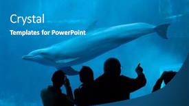  Presentation with dolphin - 