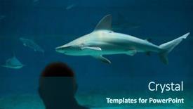  Presentation with sharks - Audience pleasing slides consisting of genoa-italy-march-22-2016 backdrop and a ocean colored foreground