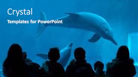  Presentation with swim - 