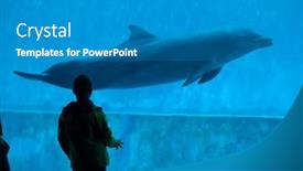  Presentation with dolphin - 