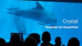  Presentation with swim - 