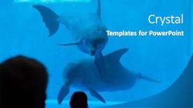  Presentation with swim - 