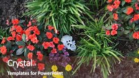  Presentation with crime scene - Slides consisting of genocide - crime scene human skull buried background and a tawny brown colored foreground