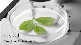  Presentation with genome - Presentation having genome - green leaf in microscope close-up background and a light gray colored foreground
