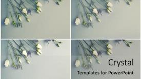  Presentation with gentian - Audience pleasing slides consisting of gentian flowers on paper background backdrop and a light gray colored foreground
