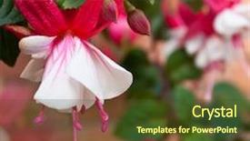  Presentation with gentle - Slides with gentle background with fuchsia background and a tawny brown colored foreground